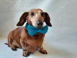 Bow collar for dog or cat - dachshundknit
