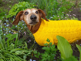 Yellow knitted sweater for dachshund or small dog dachshundknit