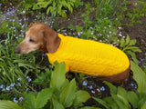 Yellow knitted sweater for dachshund or small dog dachshundknit