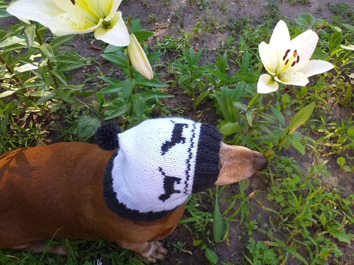 Hat for dachshund with dogs, knitted hat for dogs with dogs – dachshundknit