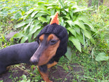 Dinosaur hat for dog, dinosaur dachshund knitted hat, dino dog clothes