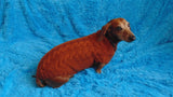 Brown knitted sweater for dachshund dog dachshundknit