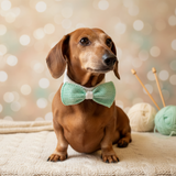 Bow collar for dachshund or small dog