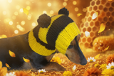Knitted bee cap for small dog with handmade pompoms
