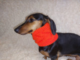 Warm winter woolen snood for dog - warm snood for dog with braid on the neck - clothes for a dachshund