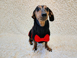 Black dog sweater with red stripes and a bow