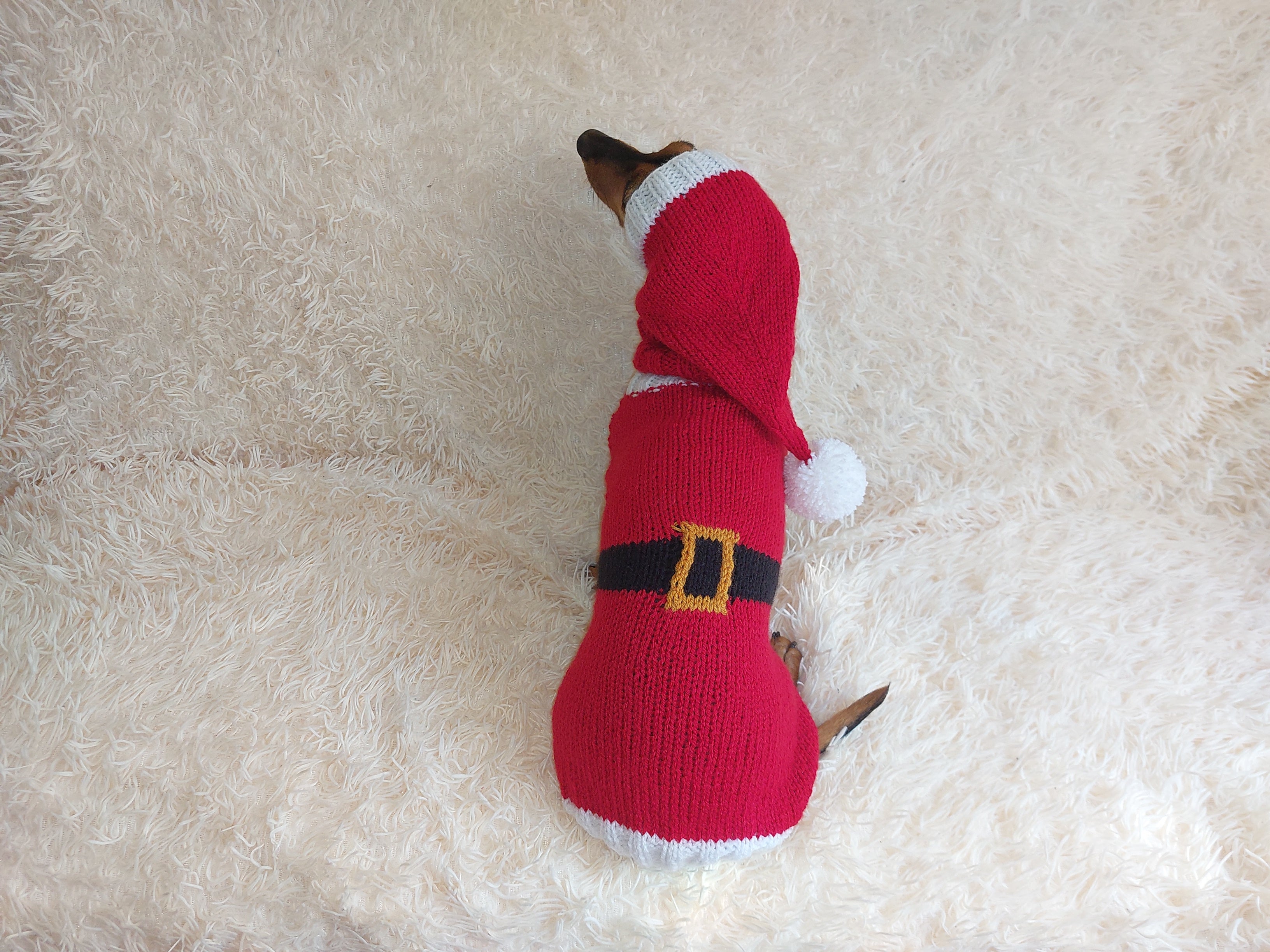 Dachshund santa suit best sale