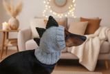 Dino dachshund, dino hat for dachshund or small dog, dinosaur clothes for dogs