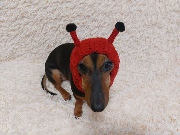 Ladybug dog snood hat