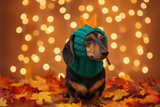 Dinosaur Snood Hat for Dog with Open Ears