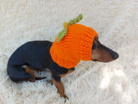 Hat dog pumpkin, hat for dachshunds Halloween pumpkin