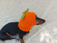 Hat dog pumpkin, hat for dachshunds Halloween pumpkin