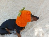 Hat dog pumpkin, hat for dachshunds Halloween pumpkin