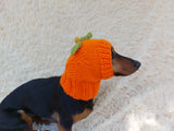 Hat dog pumpkin, hat for dachshunds Halloween pumpkin