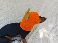 Hat dog pumpkin, hat for dachshunds Halloween pumpkin
