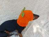Hat dog pumpkin, hat for dachshunds Halloween pumpkin