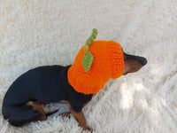 Hat dog pumpkin, hat for dachshunds Halloween pumpkin