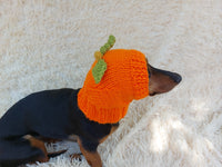 Hat dog pumpkin, hat for dachshunds Halloween pumpkin