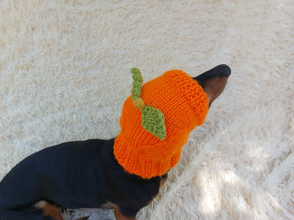 Hat dog pumpkin, hat for dachshunds Halloween pumpkin