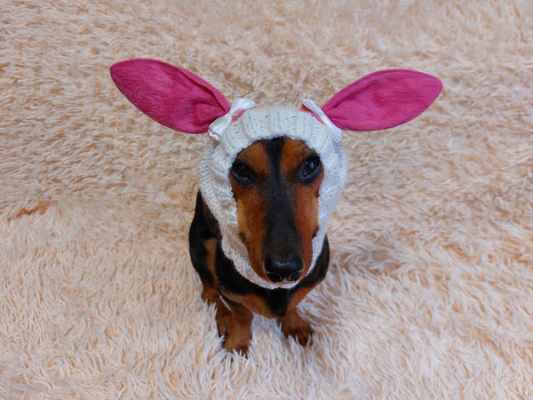 Dog snood hat hare, warm ears, winter snood rabbit for dachshund