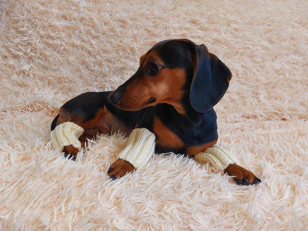 5 color Angora wool dog leggings, dachshund leggings, warm dog paws, warm dachshund paws, dog clothes leggings, dachshund clothes leggings
