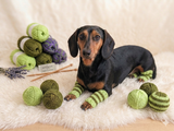 Leggings for dog cat set 4 pieces, leggings for dog,dog gaiters