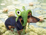 Frog Dog Bucket Hat, summer panama cap with open ears dachshund, pet clothes photo shoot gift dog's mom