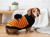 Orange Halloween Spider Sweater for Dachshund Dog