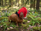 Pet clothes red summer hat with black bow, panama for dachshund