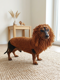 Pet Lion Costume - Halloween Costume Lion Sweater and Hat - Dachshund Lion Set for Dog Photo Shoot-Halloween dog costume for small dog Lion