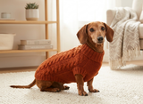 Brown knitted sweater for dachshund dog