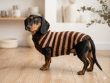 Handmade striped knitted sweater for dog, clothes for dachshund, sweater for dog