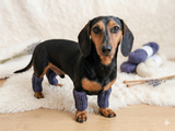 Alpaca Wool Dog Leg Warmers: Set of 4 Pet Gaiters