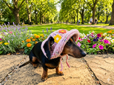 Crochet Dog Sun Hat with Flower Appliqué - Handmade Dachshund Bucket Hat - Floral Pet Summer Accessory - Cute Dog Bonnet with Ear Holes