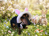 Easter bunny Dog Bucket Hat, summer panama cap with open ears dachshund, pet clothes photo shoot gift dog's mom