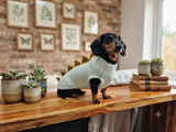 Knitted Dachshund Sweater with Dino Spikes, Wiener Dog Clothes, Custom Doxie Knitwear, Dinosaur Dog Costume, Small Dog Winter Sweater