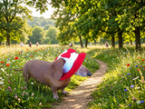 Knitted summer panama for dog, panama for dachshund, summer hat for dog