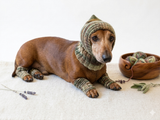 Camouflage kit hat and leggings for dogs, Military kit for dachshunds