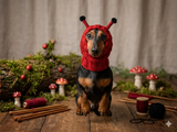 Ladybug dog snood hat