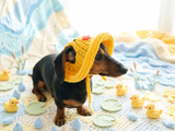 Duck Summer sun hat dogs with holes for ears. Hand knitted sun cap dachshund. Stylish Pet Photo Props and Gift Dog Moms