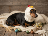 Easter chicken snood hat for dog