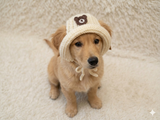 Teddy Bear Summer sun hat dogs with holes for ears. Hand knitted sun cap dachshund. Stylish Pet Photo Props and Gift Dog Moms