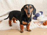 10 color Angora wool dog leggings, dachshund leggings, warm dog paws, warm dachshund paws, dog clothes leggings, dachshund clothes leggings