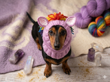 Snood Hats for Dogs Horse with Multi-Colored Mane