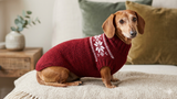 Christmas knitted sweater with snowflakes for a dog, clothes for dachshund
