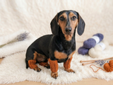 10 color Angora wool dog leggings, dachshund leggings, warm dog paws, warm dachshund paws, dog clothes leggings, dachshund clothes leggings