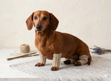 Leggings for dog cat set 4 pieces, leggings for dog,dog gaiters