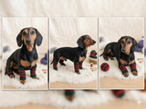 Leggings for dog cat set 4 pieces, leggings for dog,dog gaiters