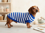 Knitted striped sweater for dog in nautical style