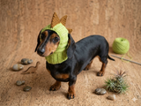 Dinosaur Snood Hat for Dog with Open Ears